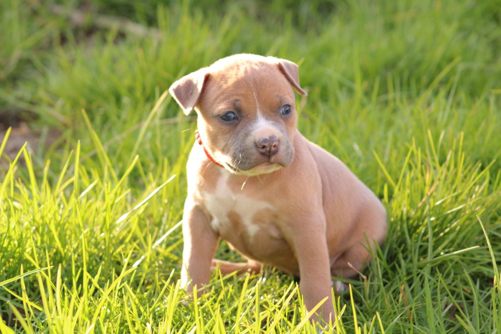 Psycho Extreme Dog - Chiots disponibles - American Staffordshire Terrier