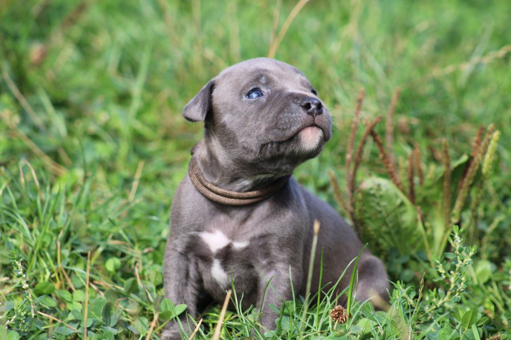 Psycho Extreme Dog - Chiots disponibles - American Staffordshire Terrier