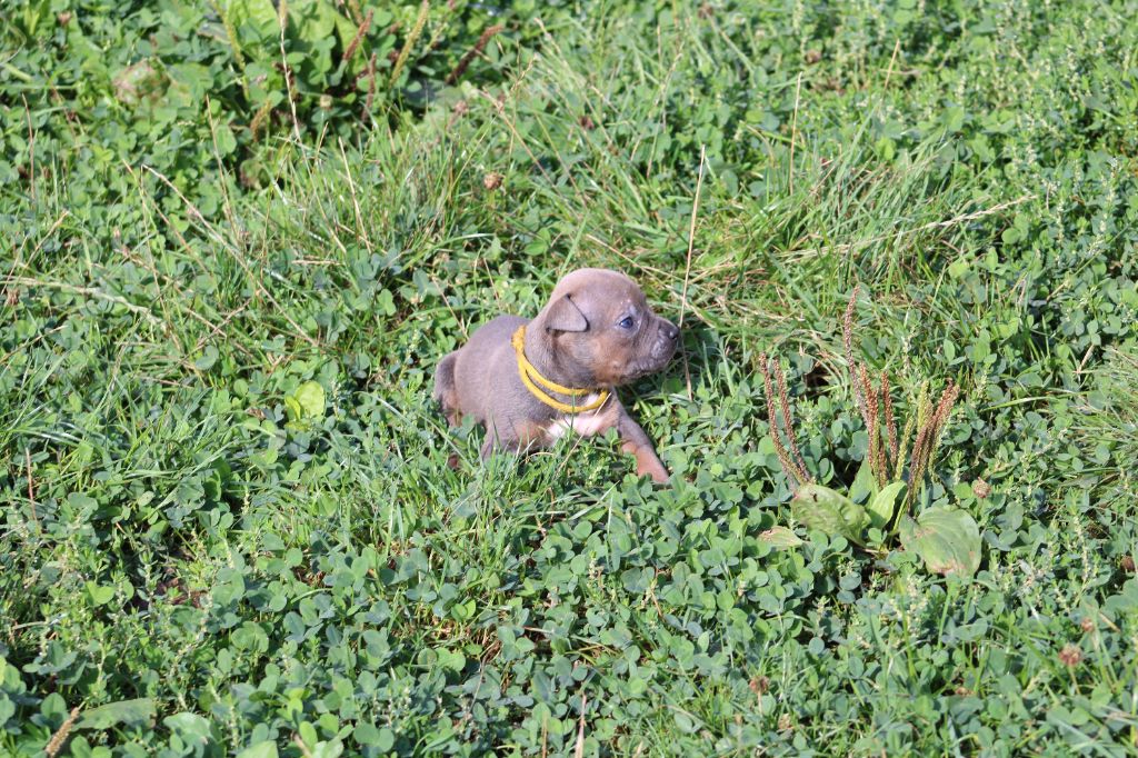 Psycho Extreme Dog - Chiots disponibles - American Staffordshire Terrier