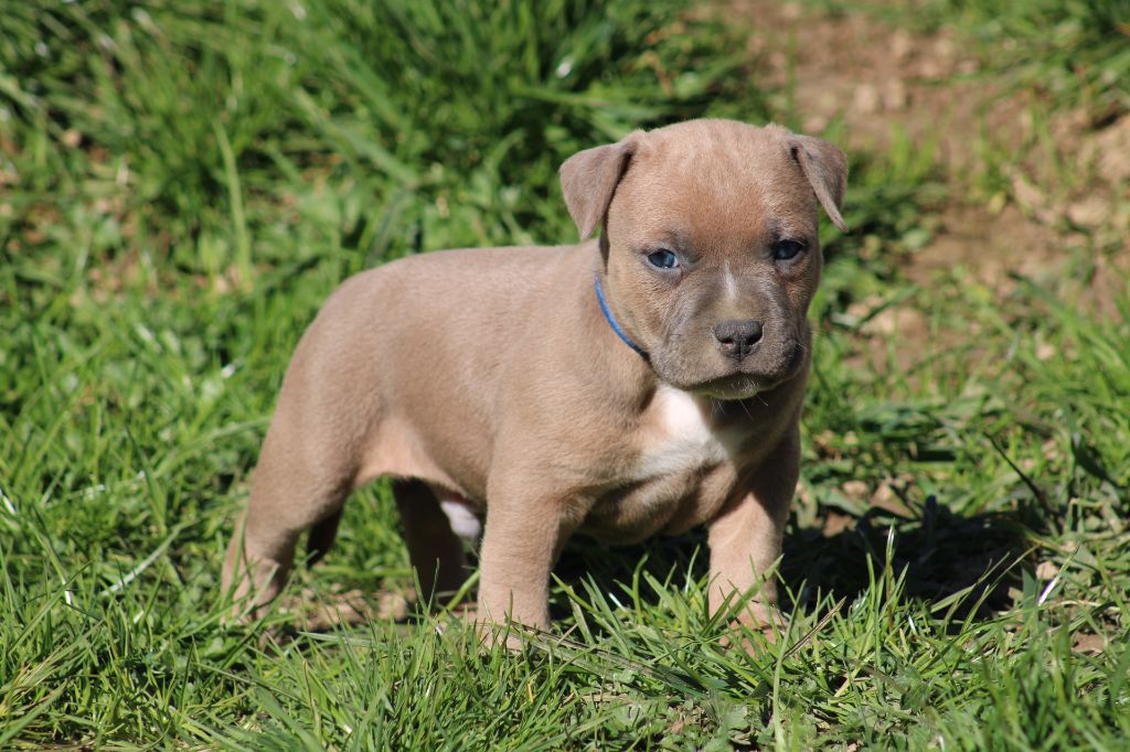 Psycho Extreme Dog - Chiots disponibles - American Staffordshire Terrier