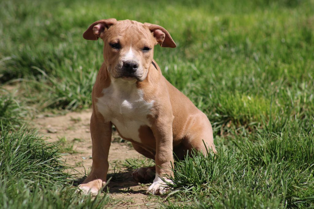 Psycho Extreme Dog - Chiots disponibles - American Staffordshire Terrier