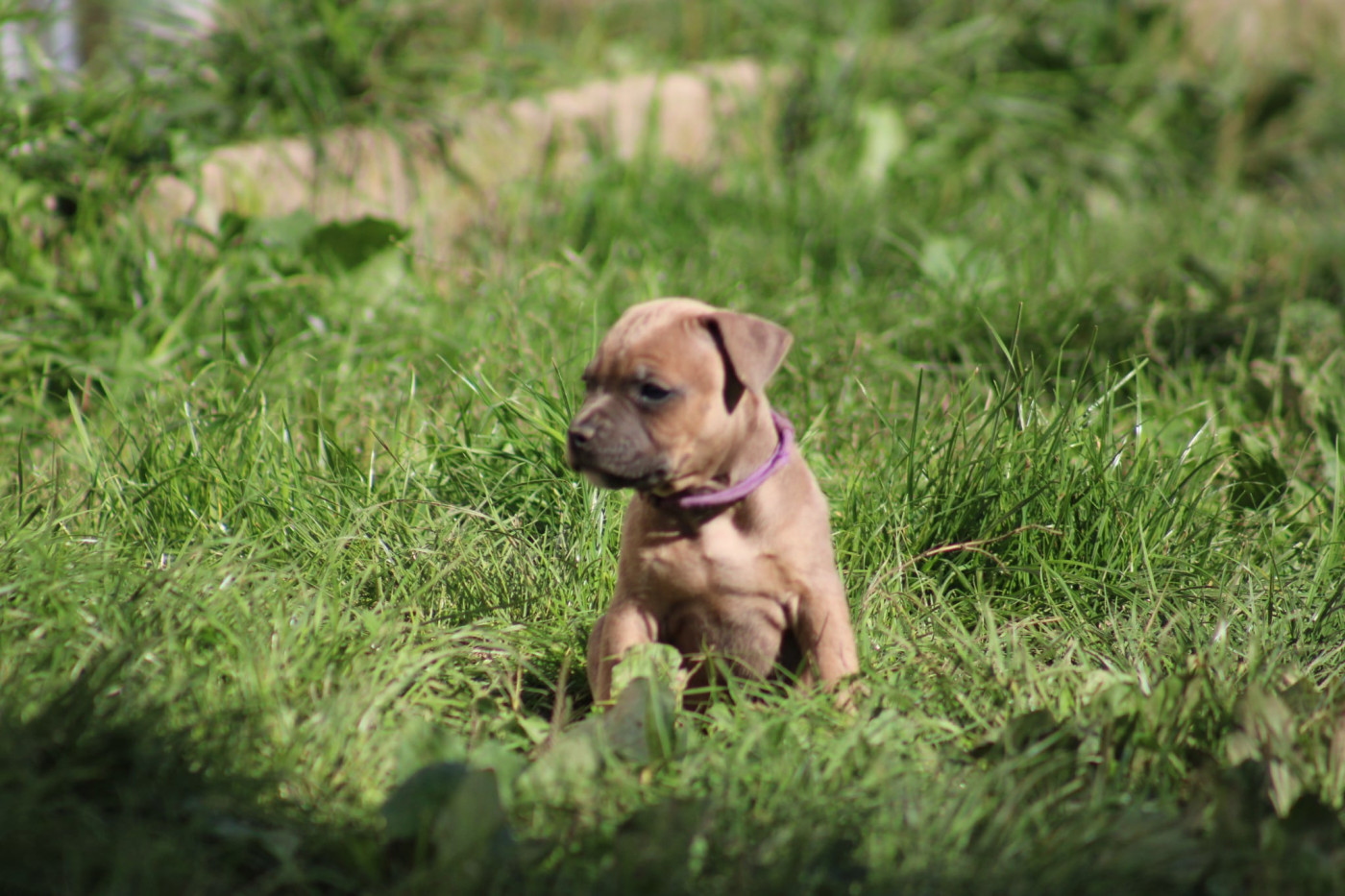 Psycho Extreme Dog - Chiots disponibles - American Staffordshire Terrier