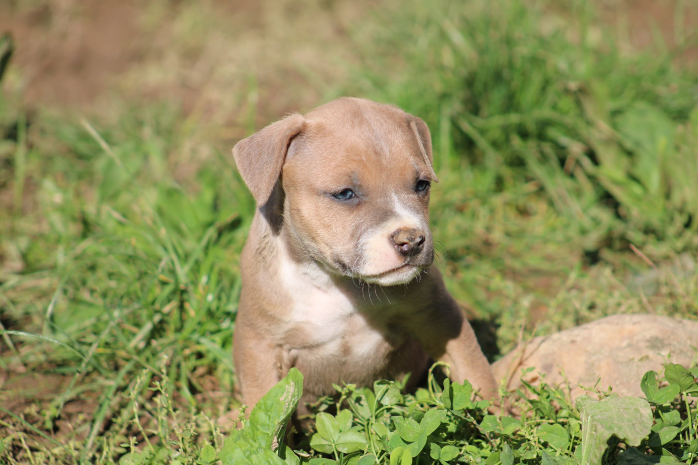 Psycho Extreme Dog - Chiots disponibles - American Staffordshire Terrier