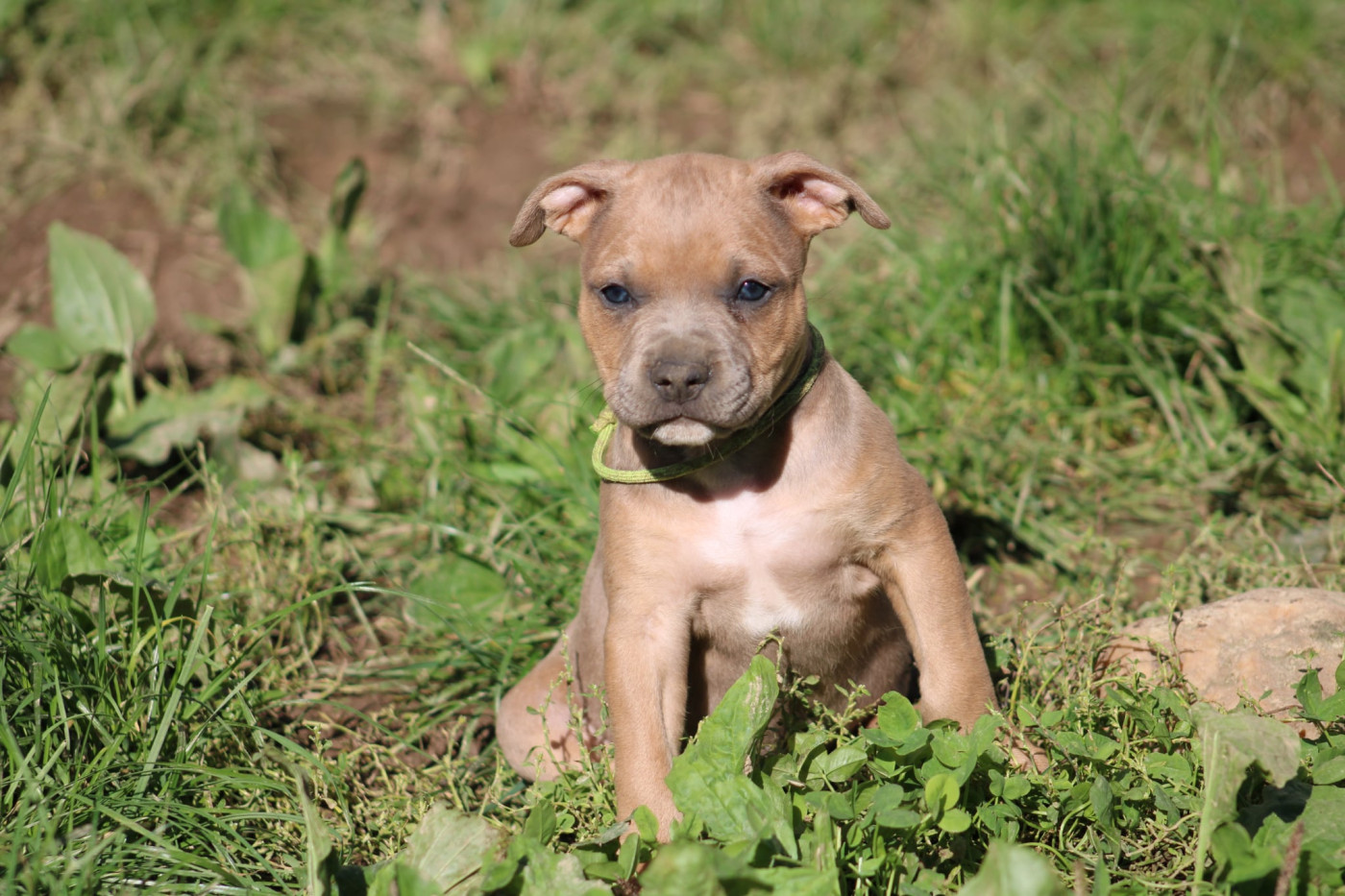Psycho Extreme Dog - Chiots disponibles - American Staffordshire Terrier