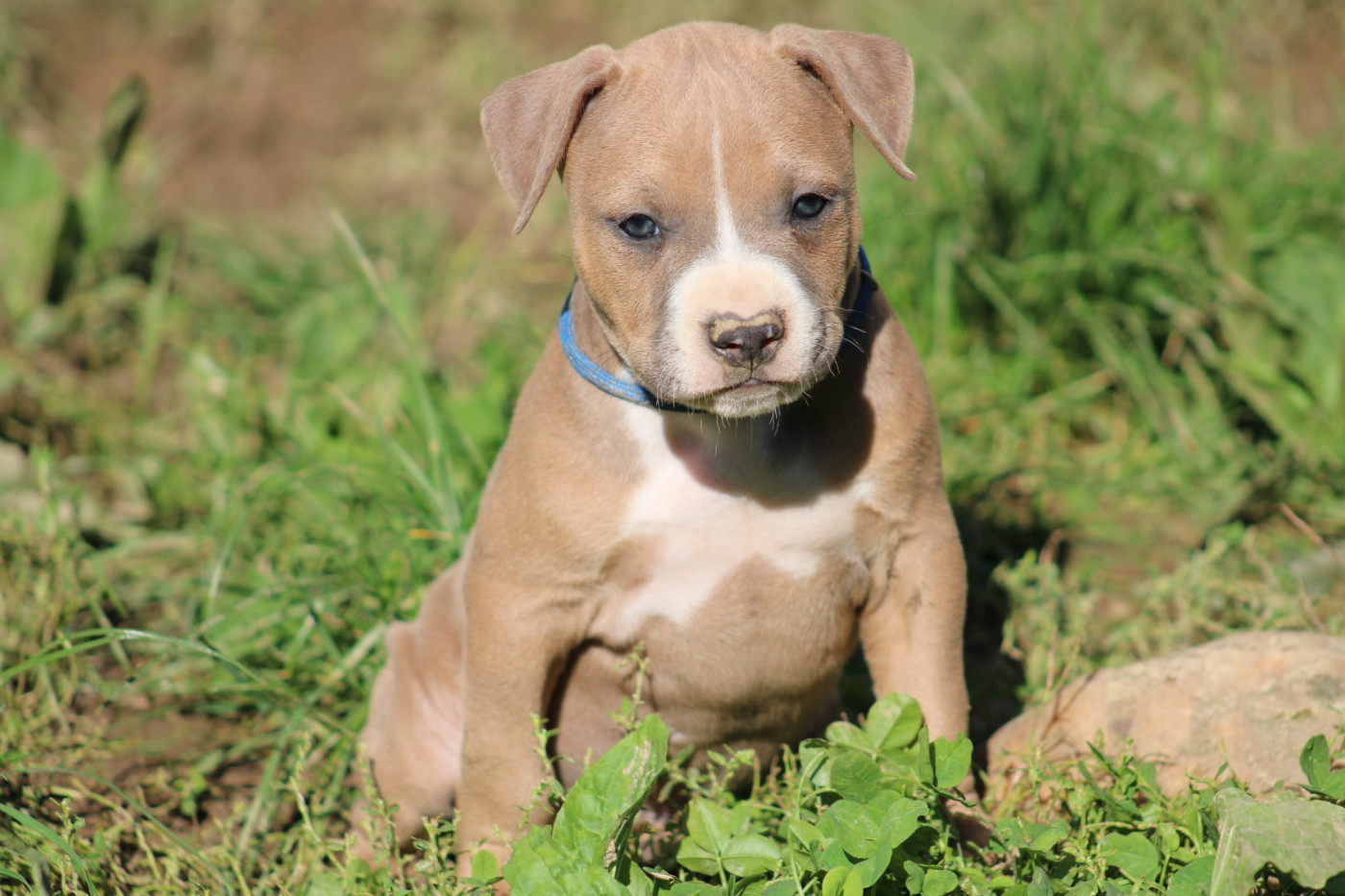 Psycho Extreme Dog - Chiots disponibles - American Staffordshire Terrier