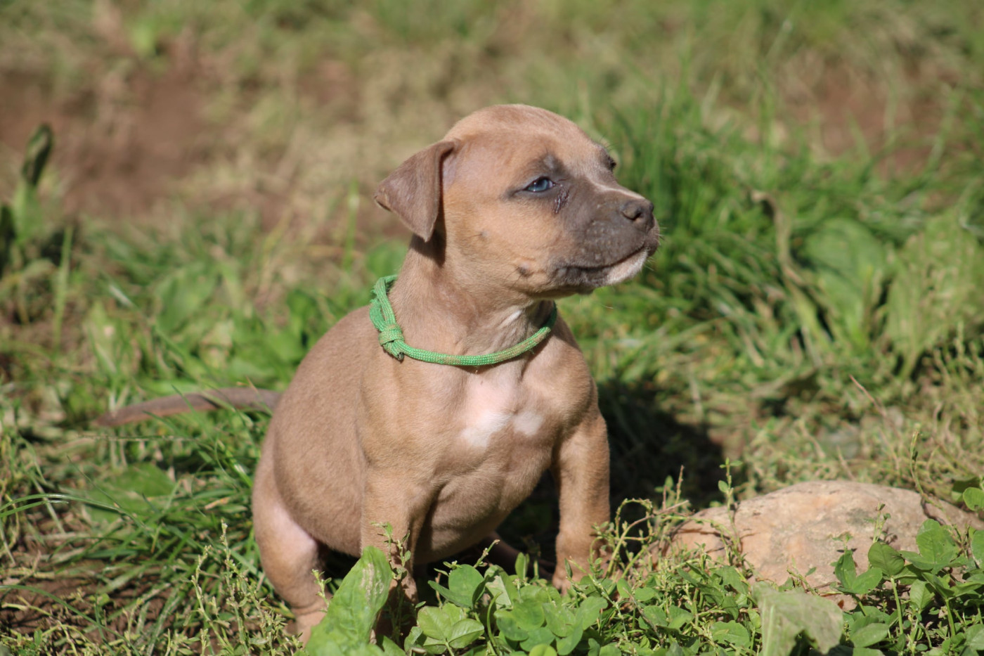 Psycho Extreme Dog - Chiots disponibles - American Staffordshire Terrier