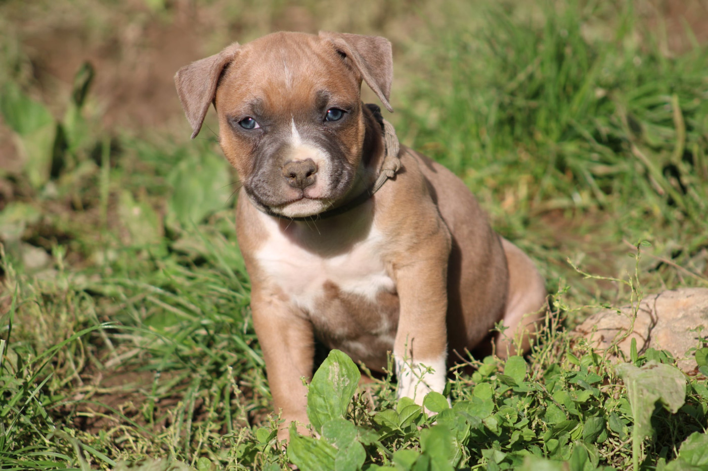 Psycho Extreme Dog - Chiots disponibles - American Staffordshire Terrier