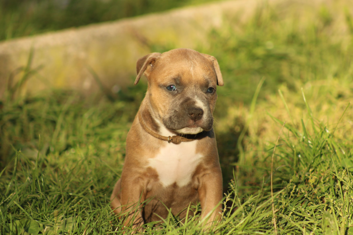 Psycho Extreme Dog - Chiots disponibles - American Staffordshire Terrier