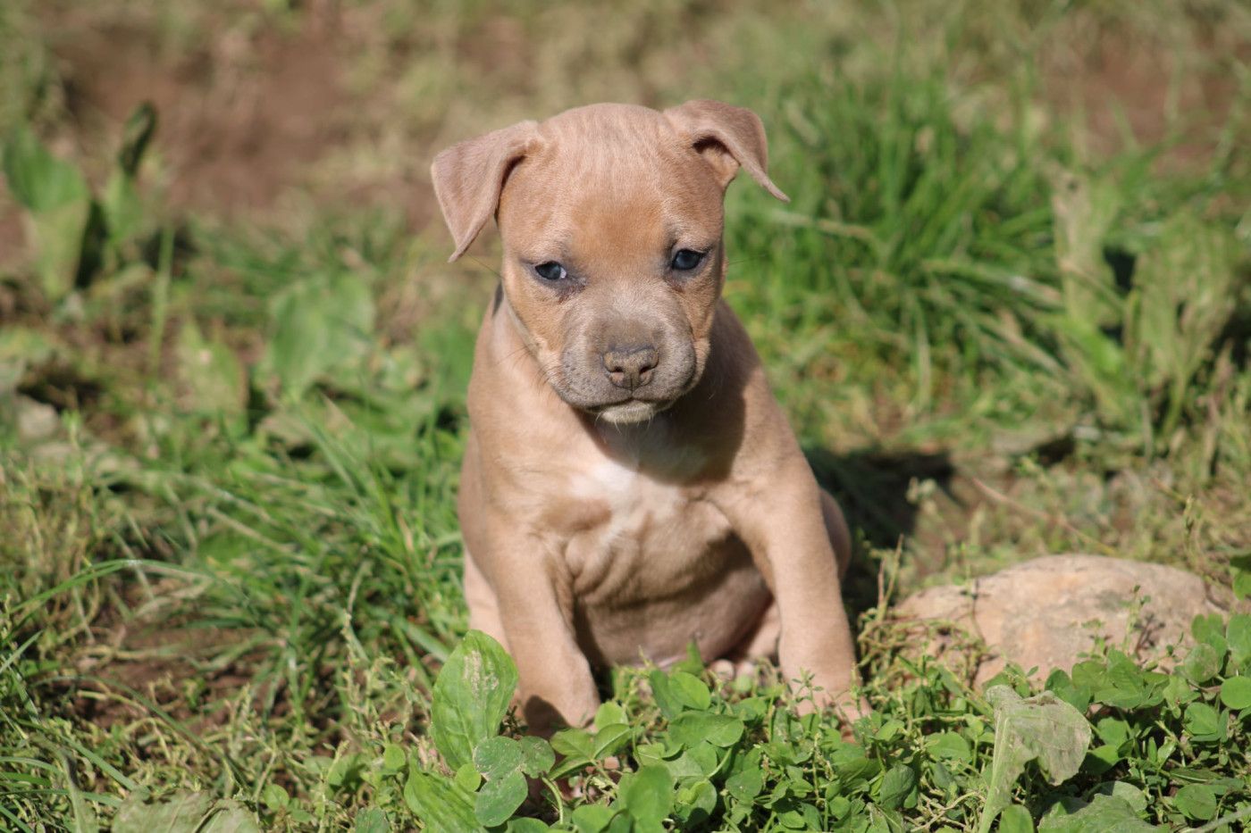 Psycho Extreme Dog - Chiots disponibles - American Staffordshire Terrier