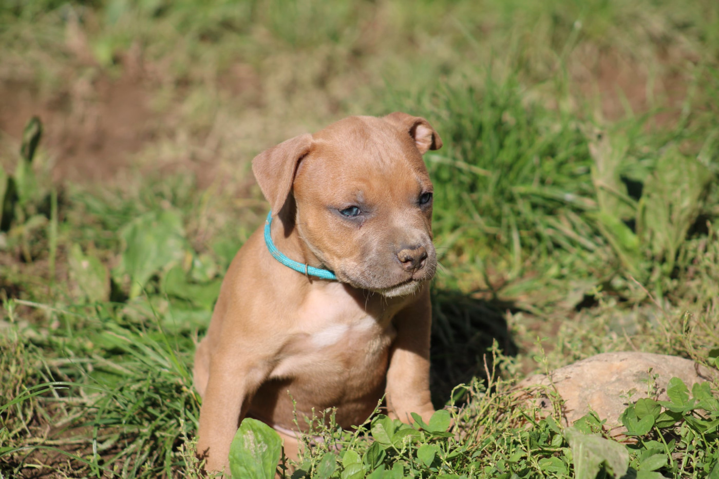 Psycho Extreme Dog - Chiots disponibles - American Staffordshire Terrier