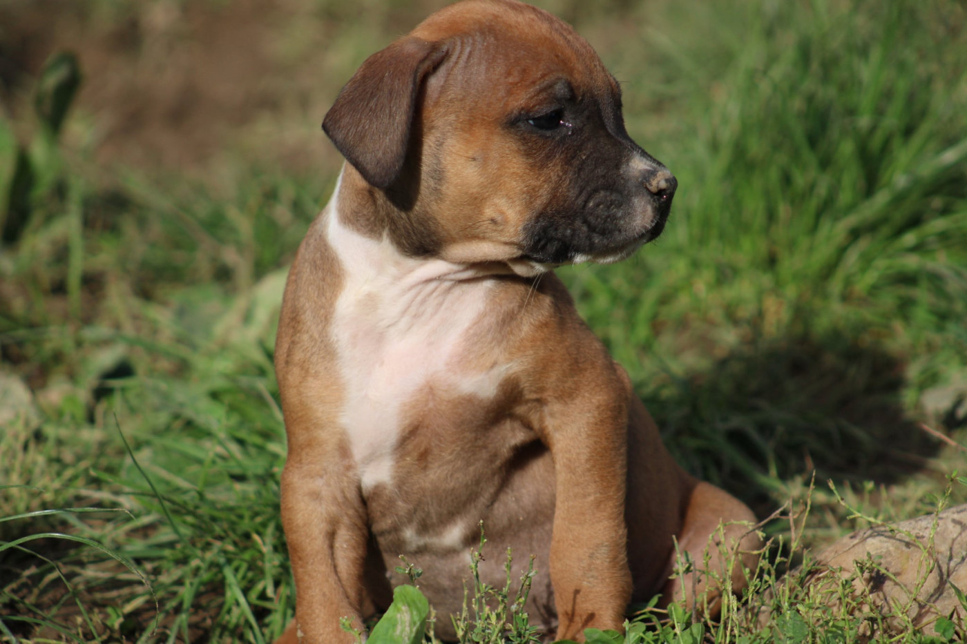 Psycho Extreme Dog - Chiots disponibles - American Staffordshire Terrier