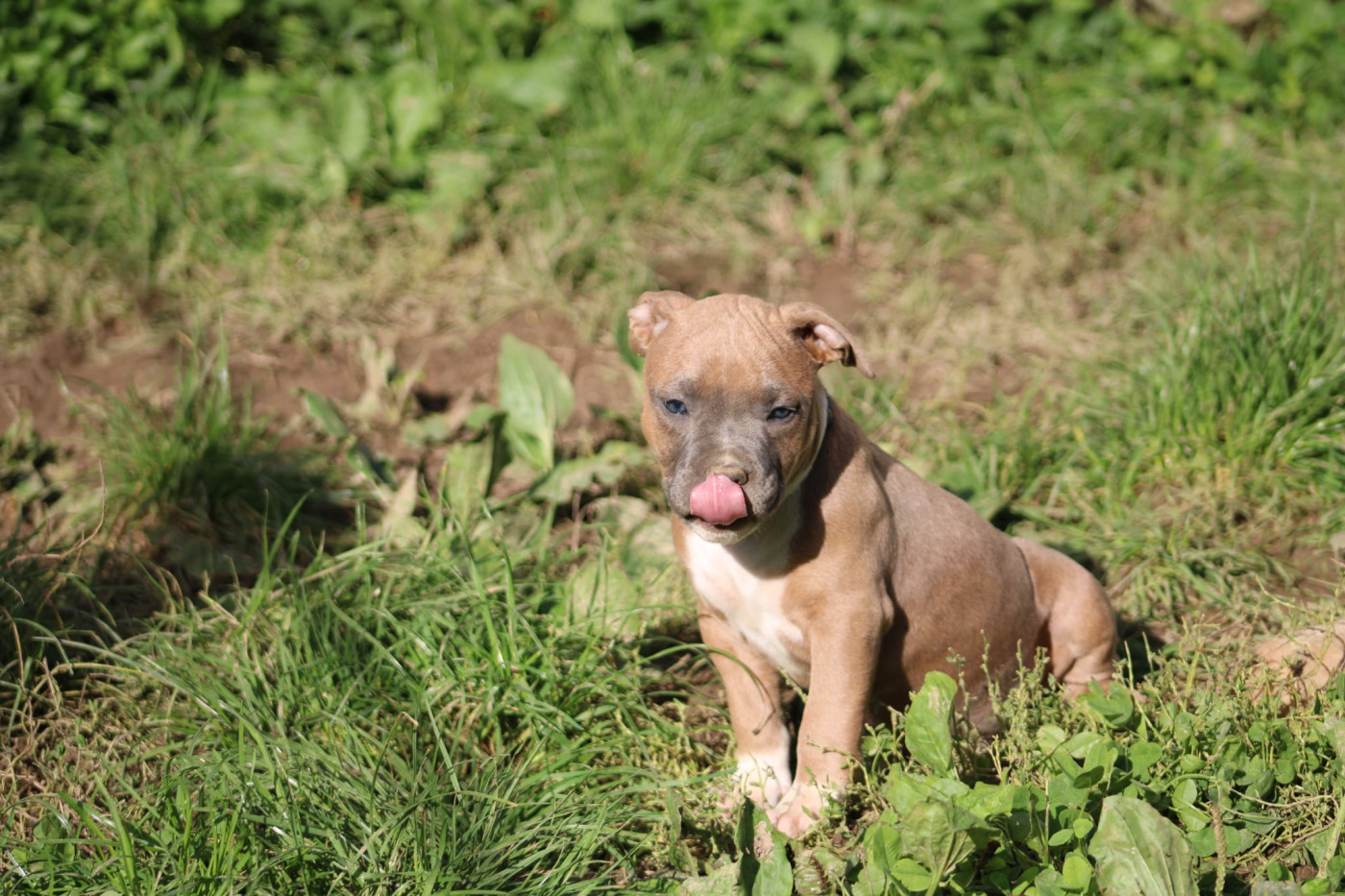 Psycho Extreme Dog - Chiots disponibles - American Staffordshire Terrier
