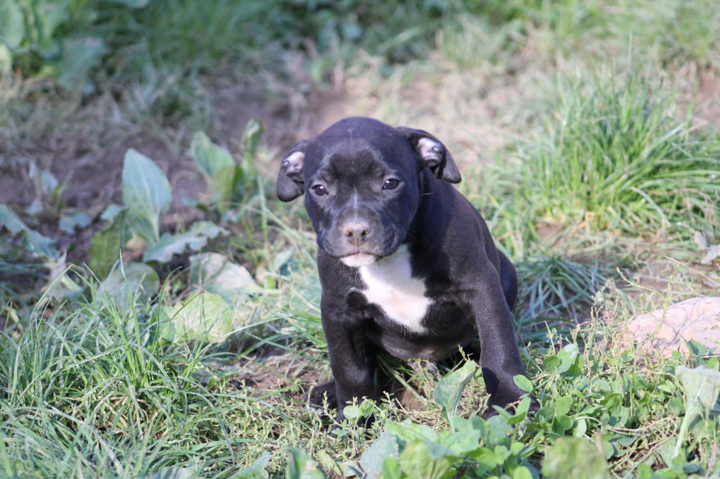 Psycho Extreme Dog - Chiots disponibles - American Staffordshire Terrier