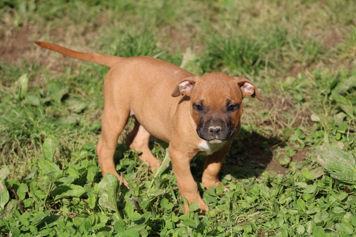 Psycho Extreme Dog - Chiots disponibles - American Staffordshire Terrier