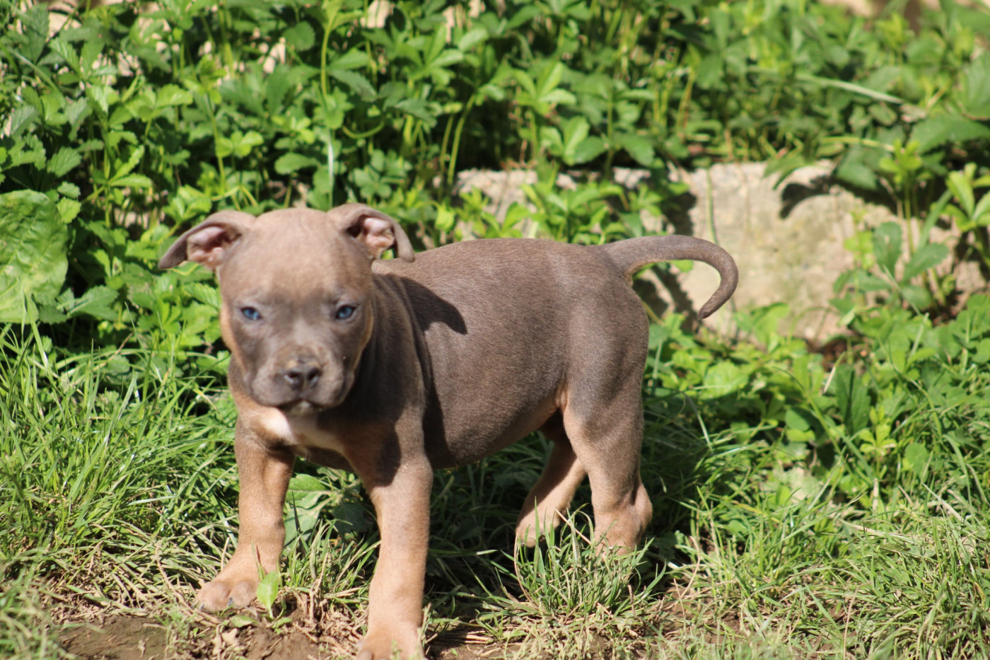 Psycho Extreme Dog - Chiots disponibles - American Staffordshire Terrier