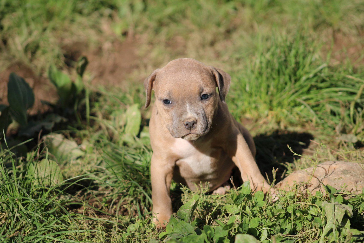 Psycho Extreme Dog - Chiots disponibles - American Staffordshire Terrier