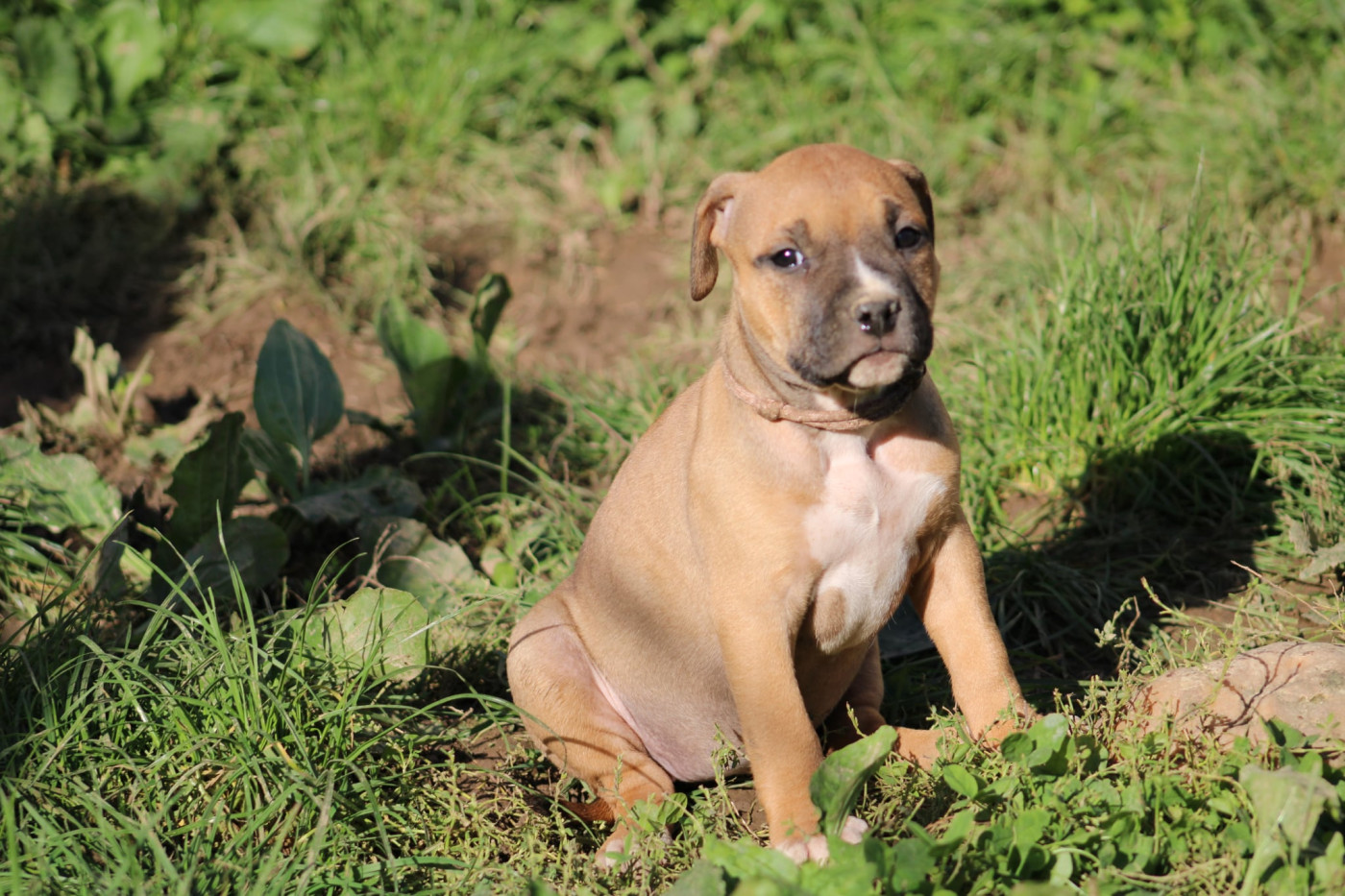 Psycho Extreme Dog - Chiots disponibles - American Staffordshire Terrier