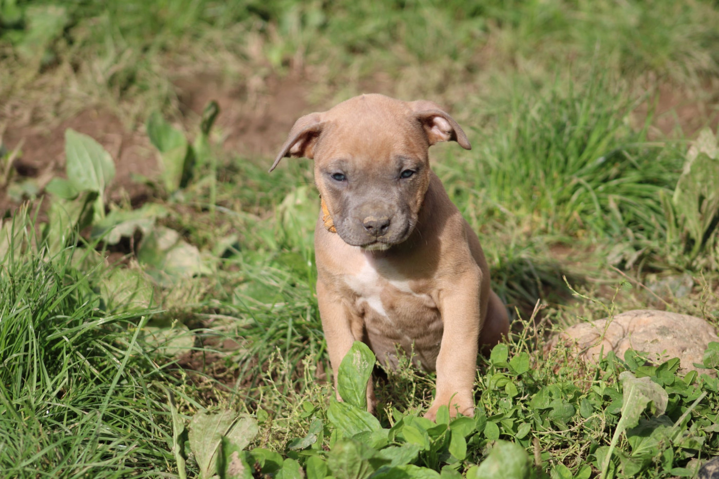 Psycho Extreme Dog - Chiots disponibles - American Staffordshire Terrier