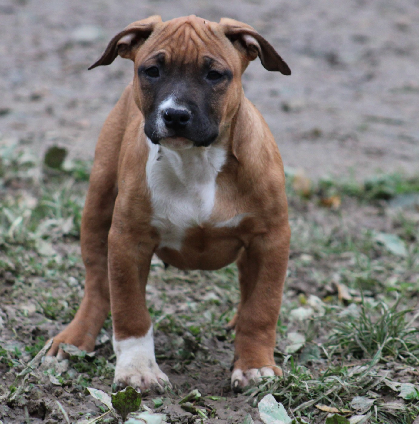 Psycho Extreme Dog - Chiots disponibles - American Staffordshire Terrier