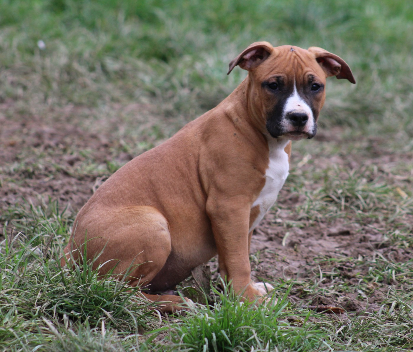 Psycho Extreme Dog - Chiots disponibles - American Staffordshire Terrier
