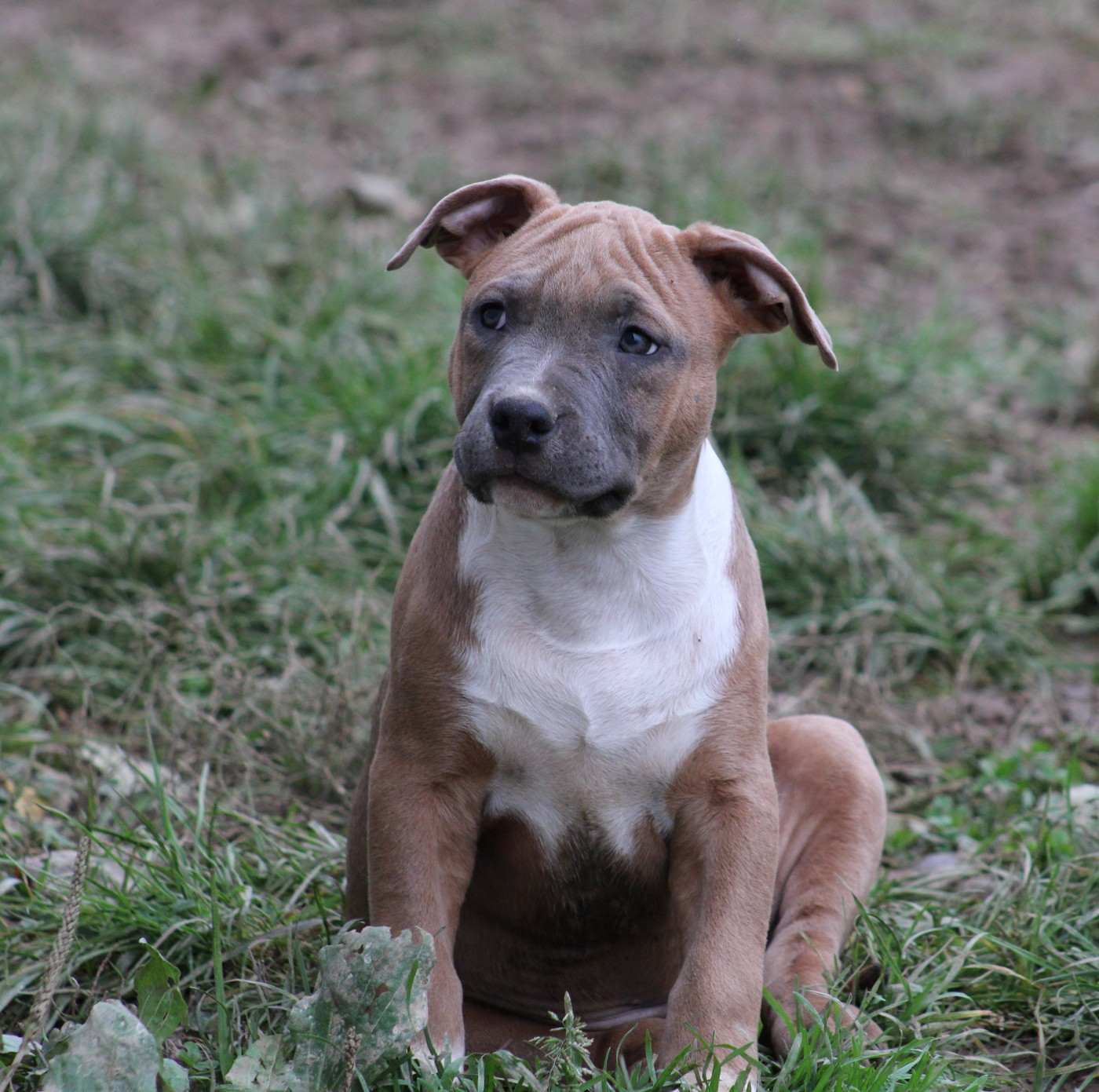 Psycho Extreme Dog - Chiots disponibles - American Staffordshire Terrier