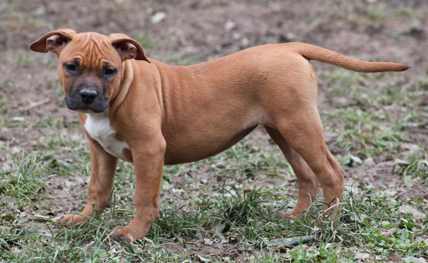 Psycho Extreme Dog - Chiots disponibles - American Staffordshire Terrier