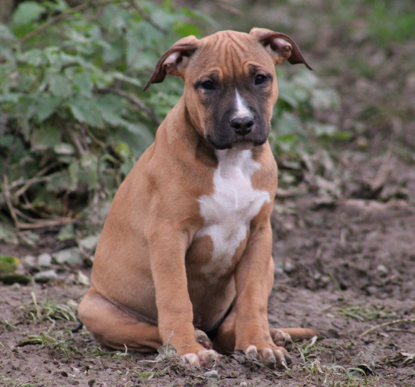 Psycho Extreme Dog - Chiots disponibles - American Staffordshire Terrier