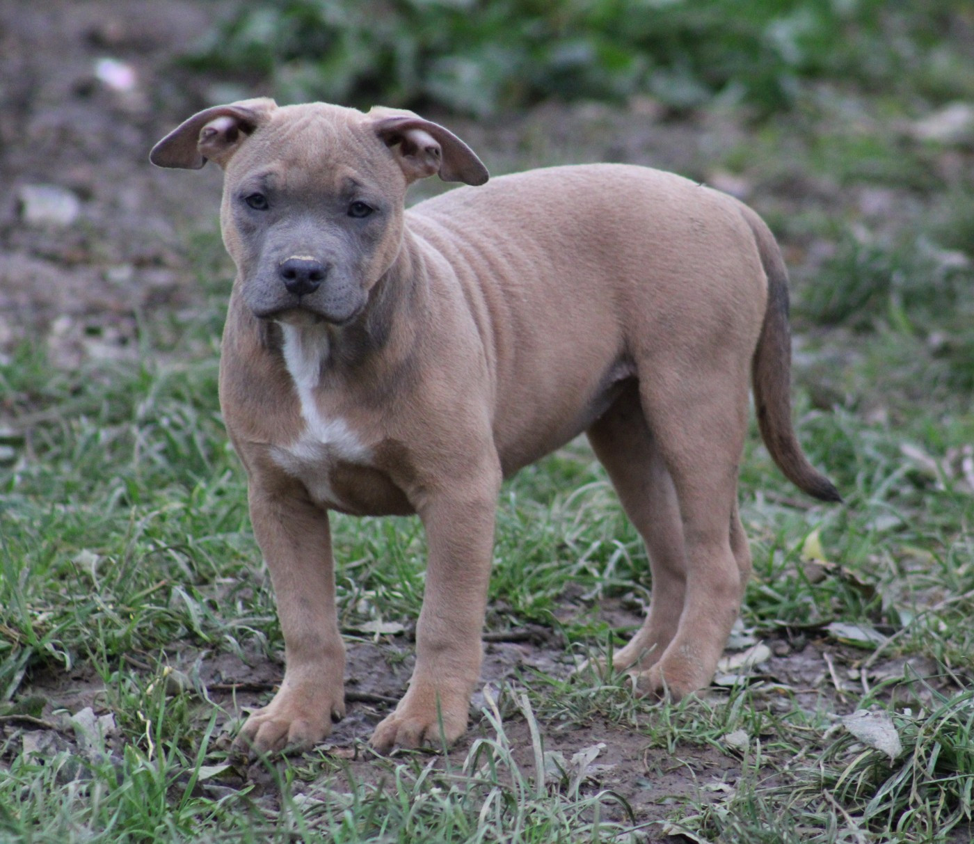 Psycho Extreme Dog - Chiots disponibles - American Staffordshire Terrier
