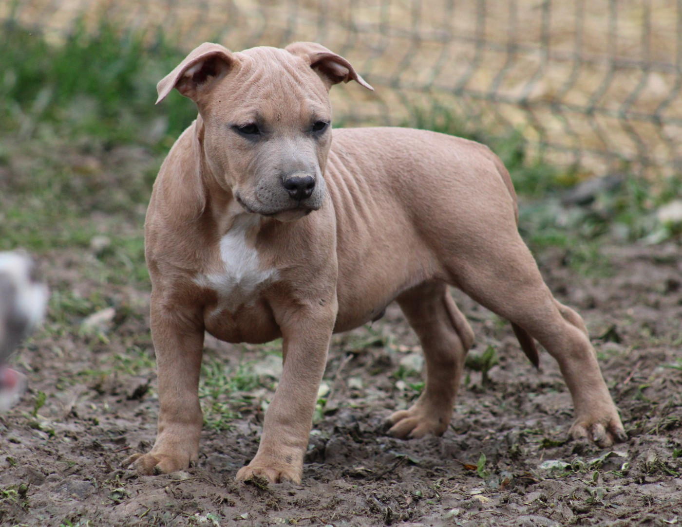 Psycho Extreme Dog - Chiots disponibles - American Staffordshire Terrier