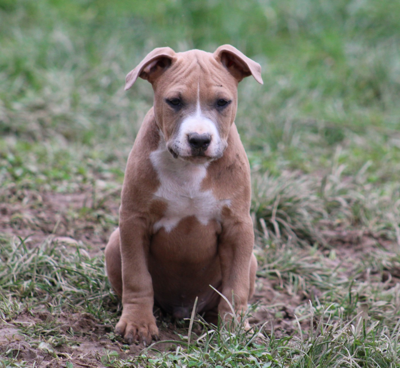 Psycho Extreme Dog - Chiots disponibles - American Staffordshire Terrier