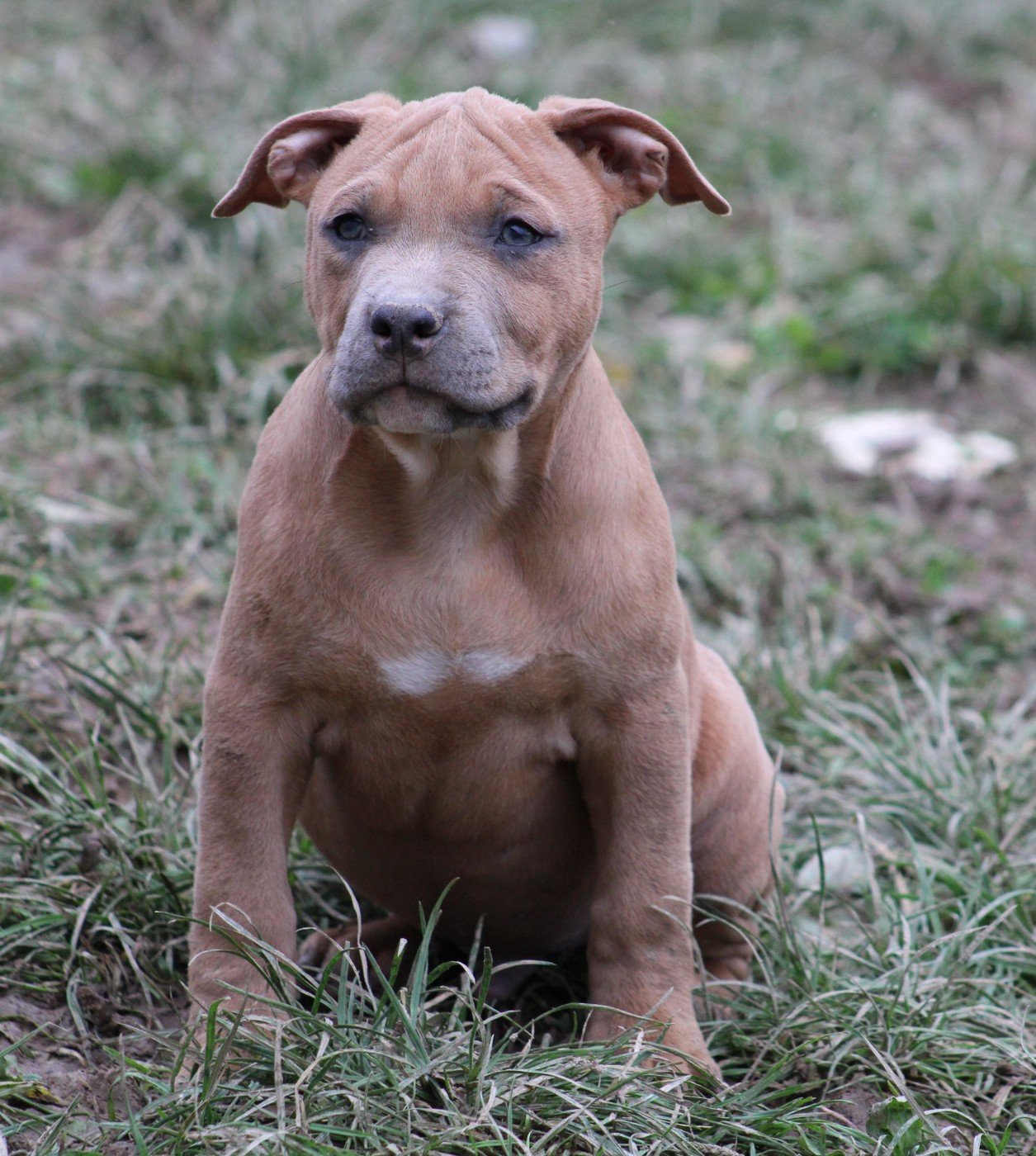 Psycho Extreme Dog - Chiots disponibles - American Staffordshire Terrier