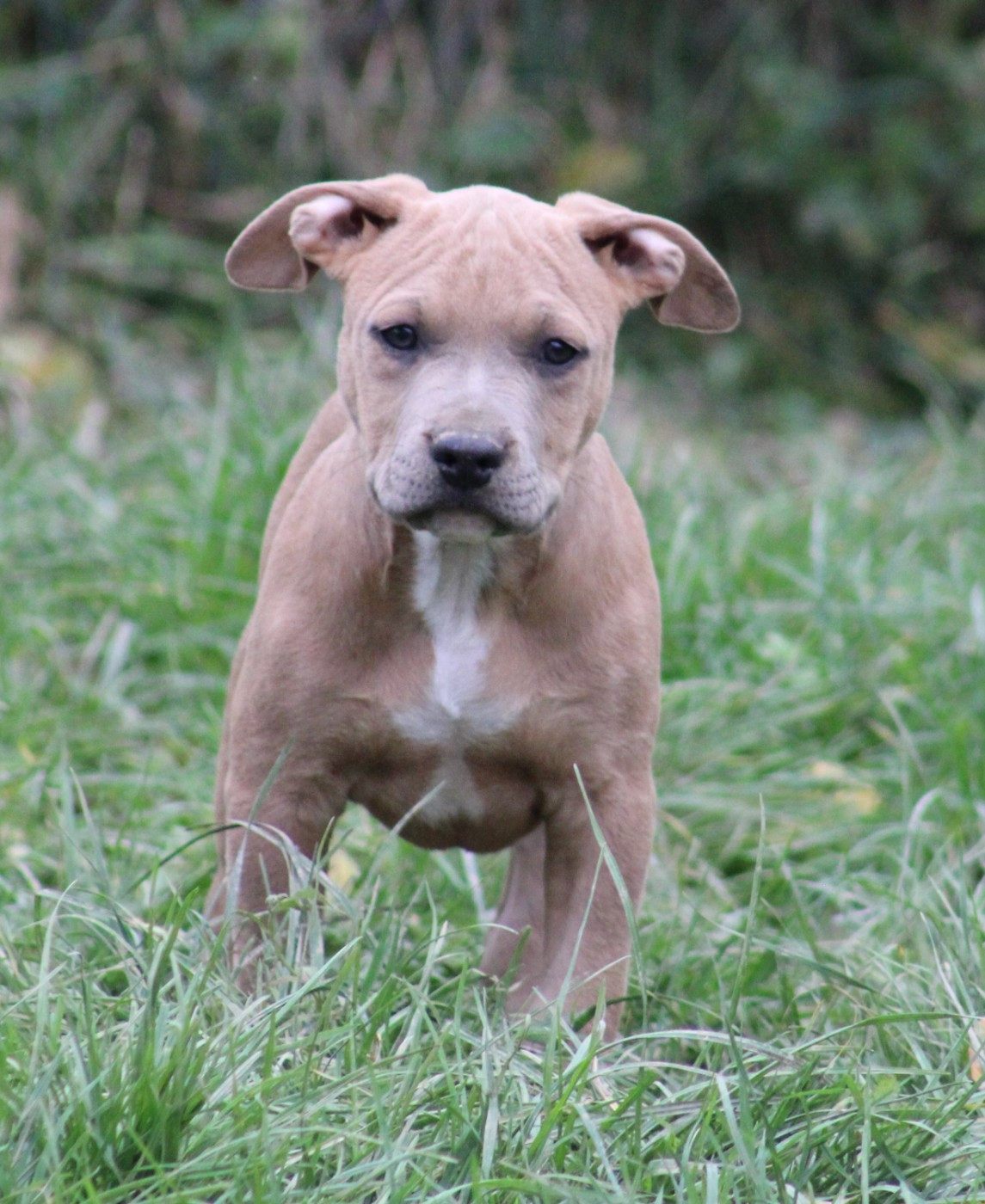 Psycho Extreme Dog - Chiots disponibles - American Staffordshire Terrier