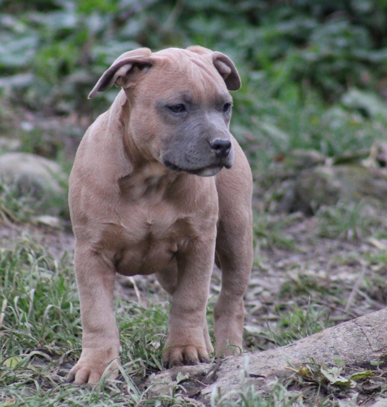Psycho Extreme Dog - Chiots disponibles - American Staffordshire Terrier
