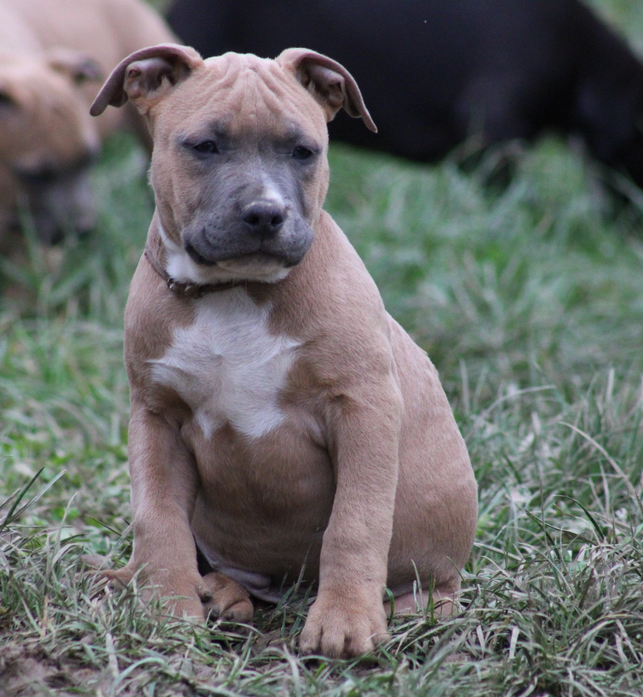 Psycho Extreme Dog - Chiots disponibles - American Staffordshire Terrier