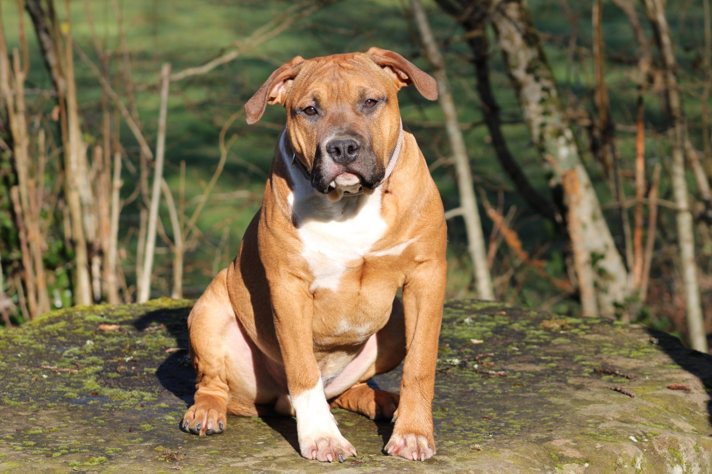 Psycho Extreme Dog - American Staffordshire Terrier - Portée née le 05/08/2025