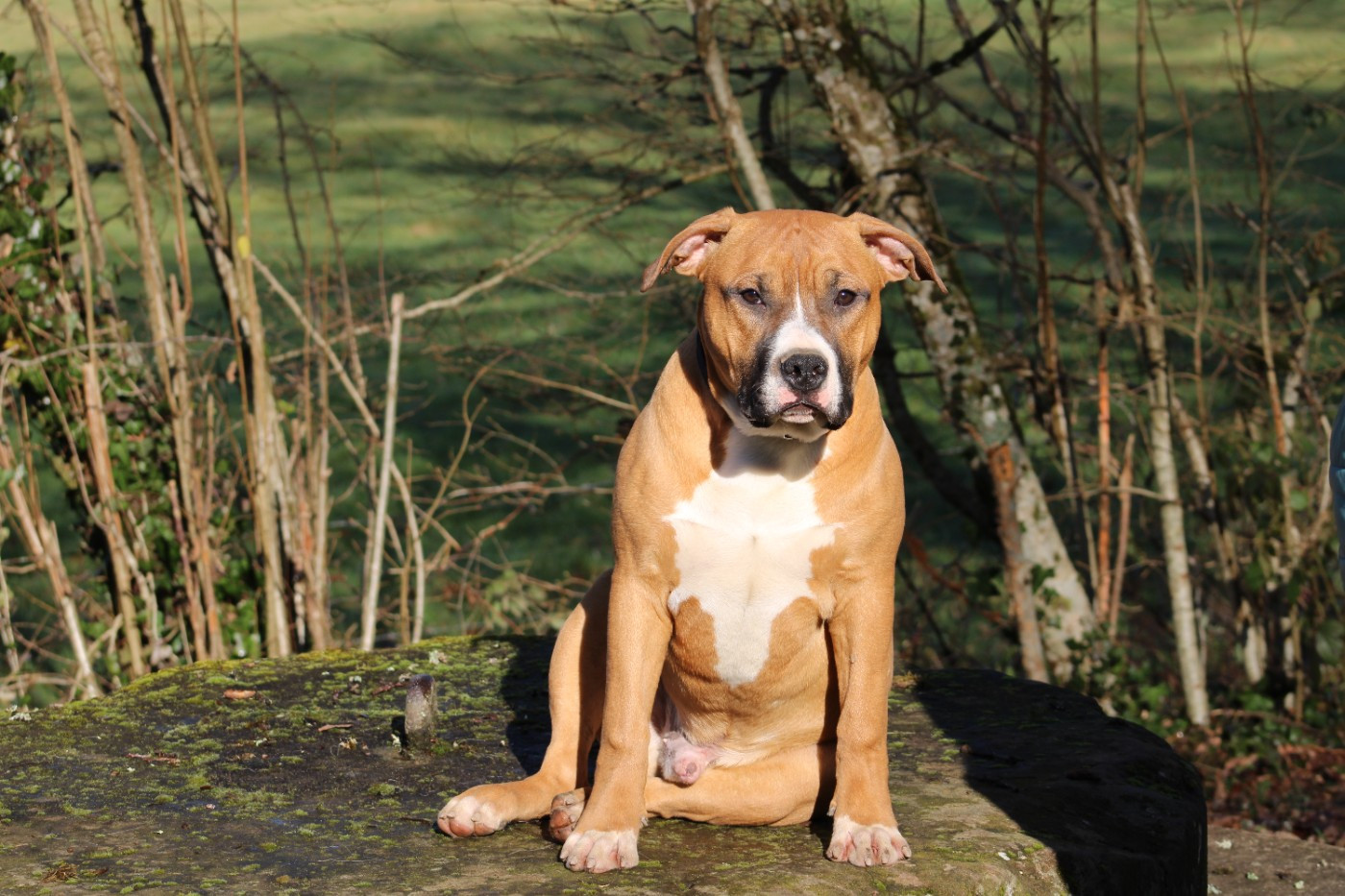 Psycho Extreme Dog - Chiots disponibles - American Staffordshire Terrier