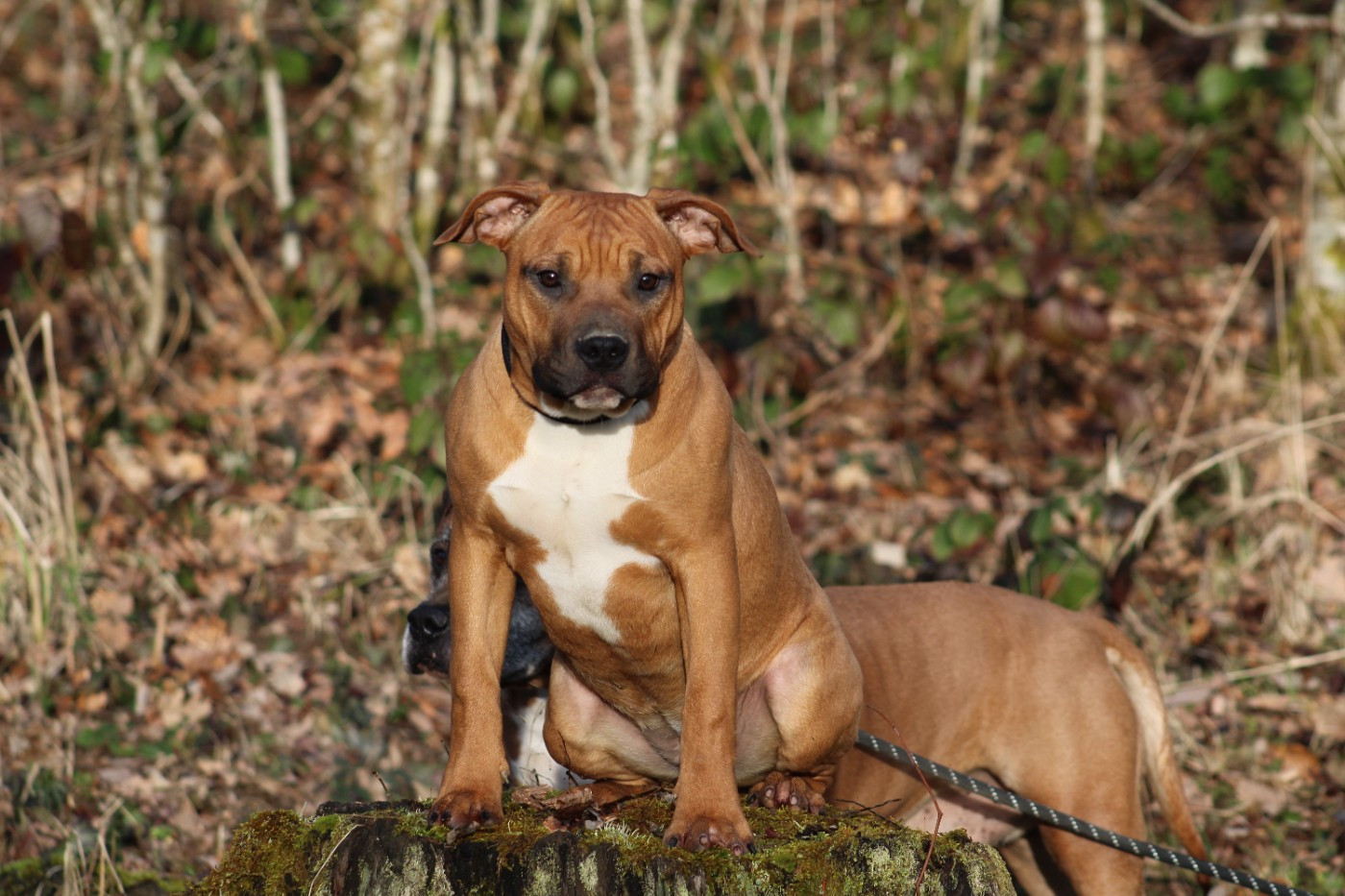 Psycho Extreme Dog - Chiots disponibles - American Staffordshire Terrier