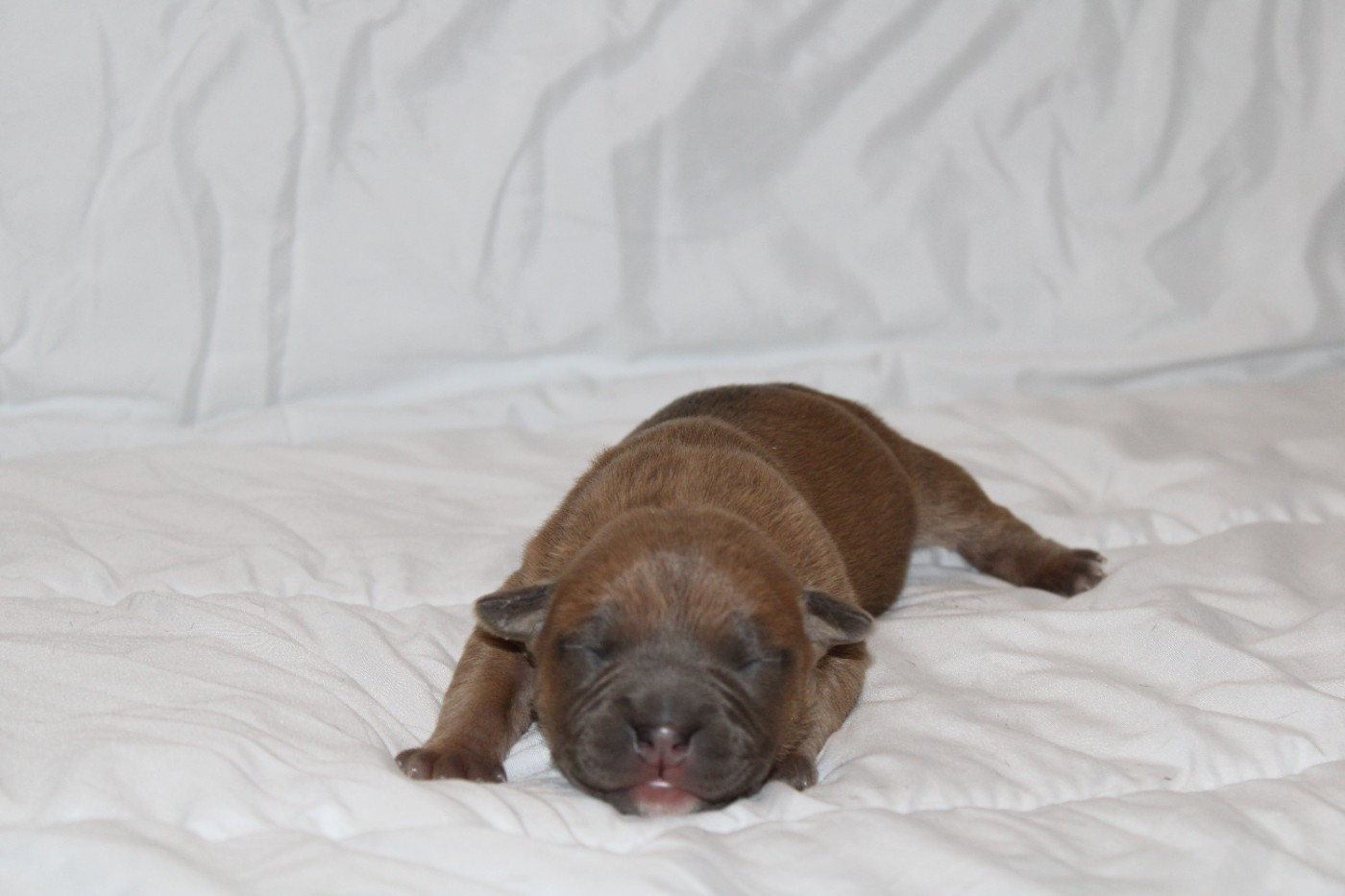 Psycho Extreme Dog - Chiots disponibles - American Staffordshire Terrier