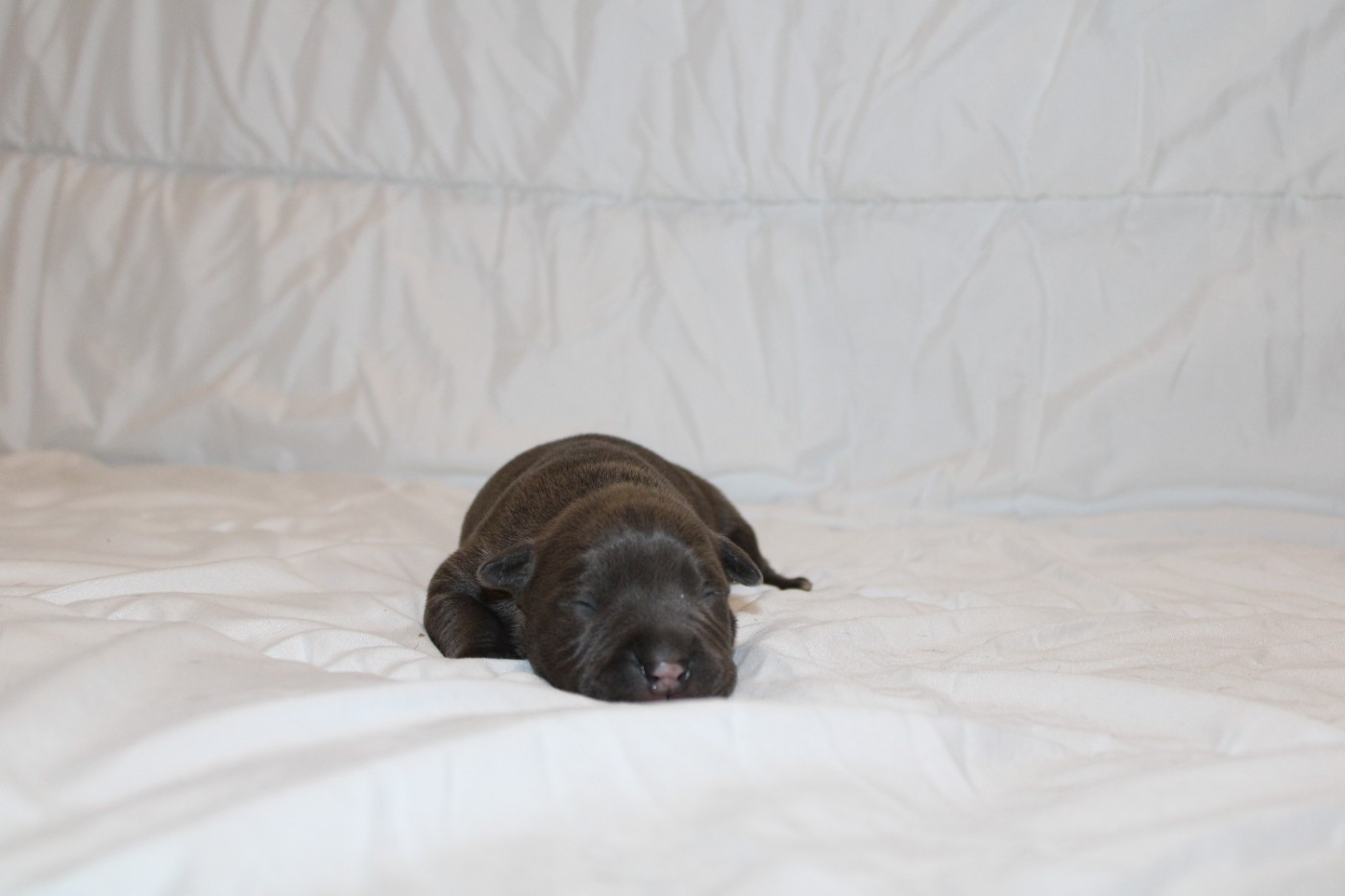 Psycho Extreme Dog - Chiots disponibles - American Staffordshire Terrier