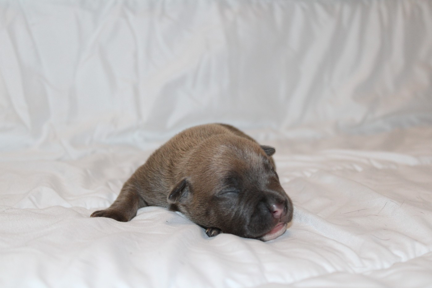 Psycho Extreme Dog - Chiots disponibles - American Staffordshire Terrier
