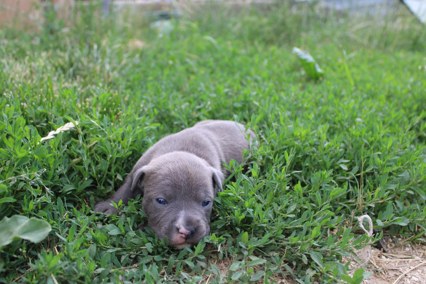Psycho Extreme Dog - Chiots disponibles - American Staffordshire Terrier