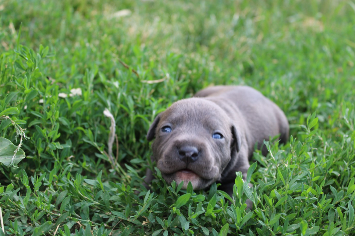 Psycho Extreme Dog - Chiots disponibles - American Staffordshire Terrier