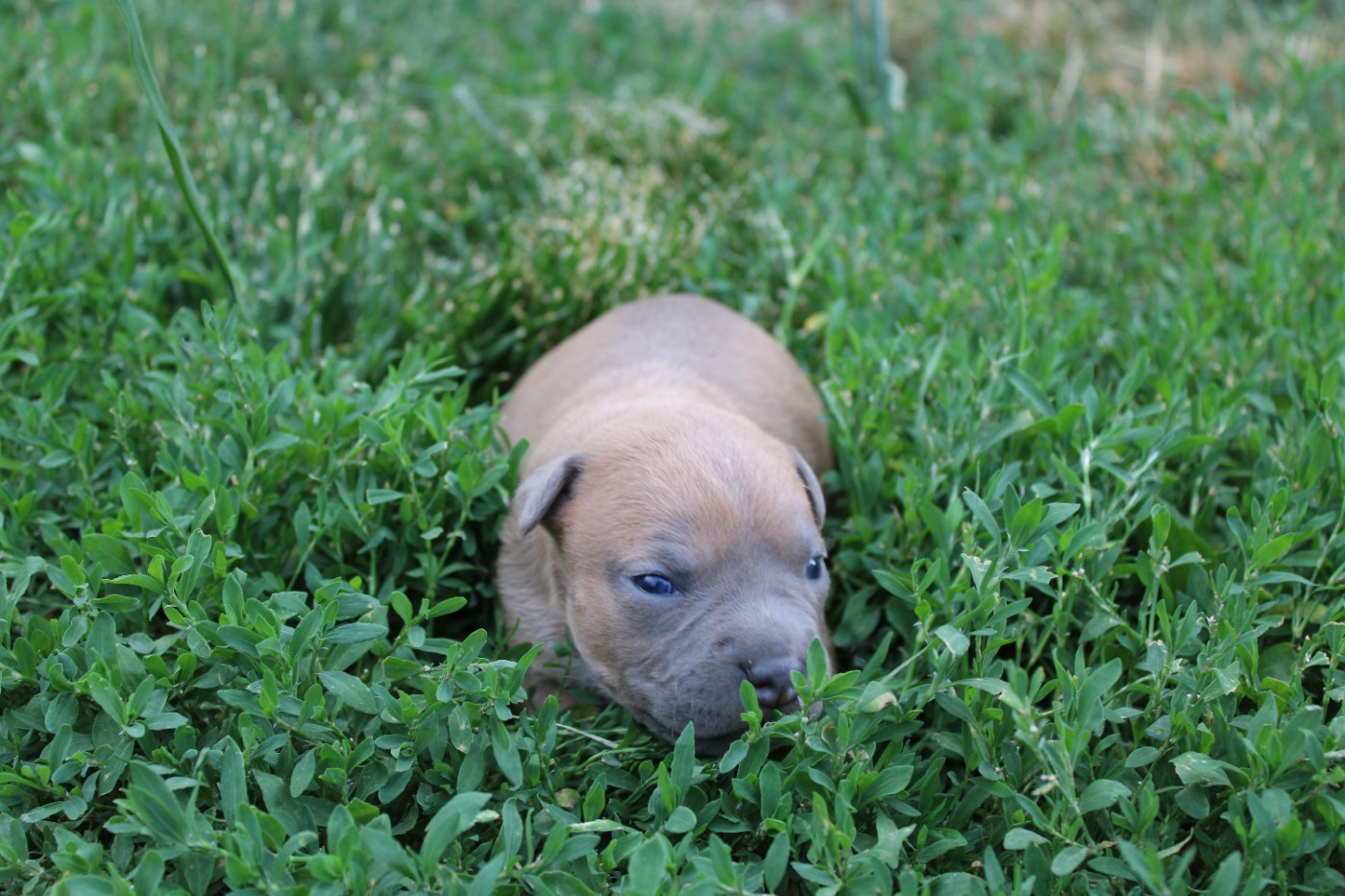 Psycho Extreme Dog - Chiots disponibles - American Staffordshire Terrier