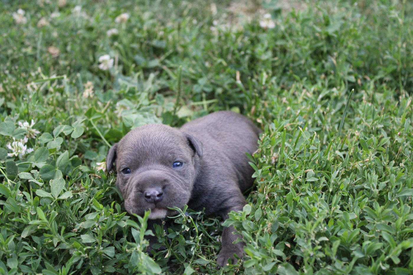 Psycho Extreme Dog - Chiots disponibles - American Staffordshire Terrier