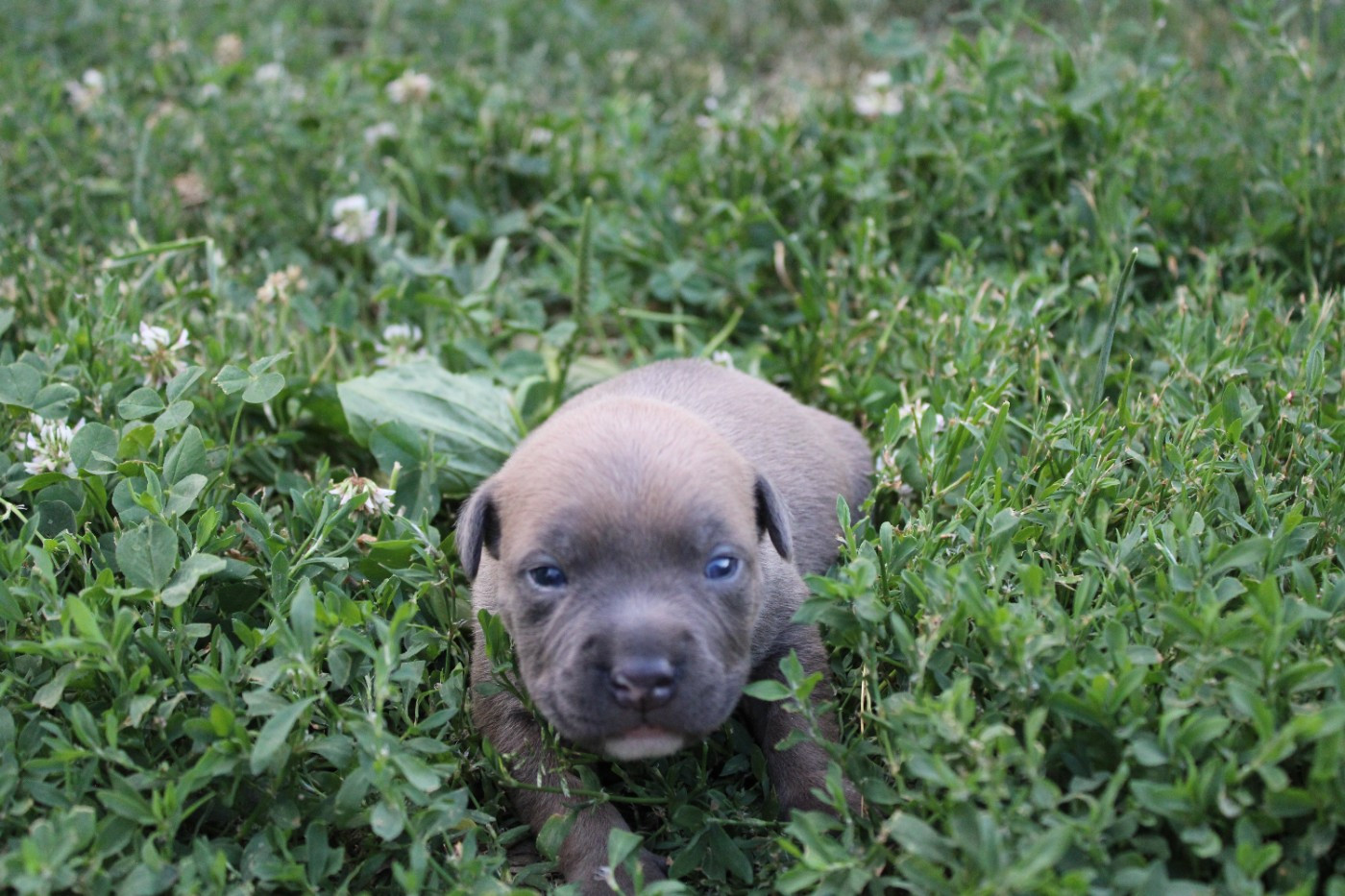 Psycho Extreme Dog - Chiots disponibles - American Staffordshire Terrier