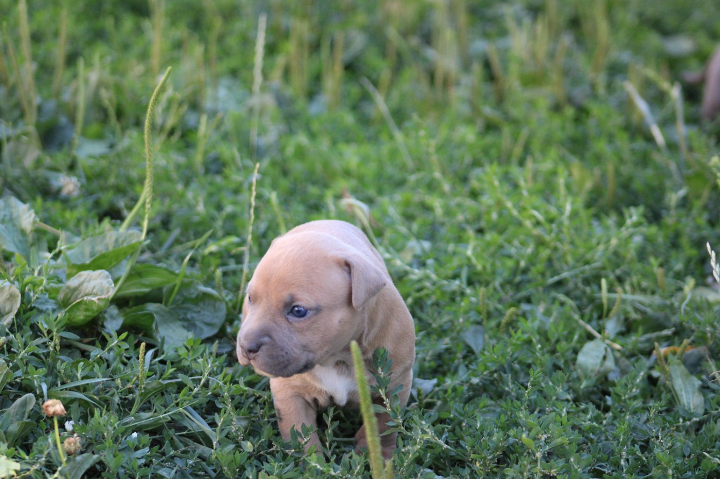 Psycho Extreme Dog - Chiots disponibles - American Staffordshire Terrier