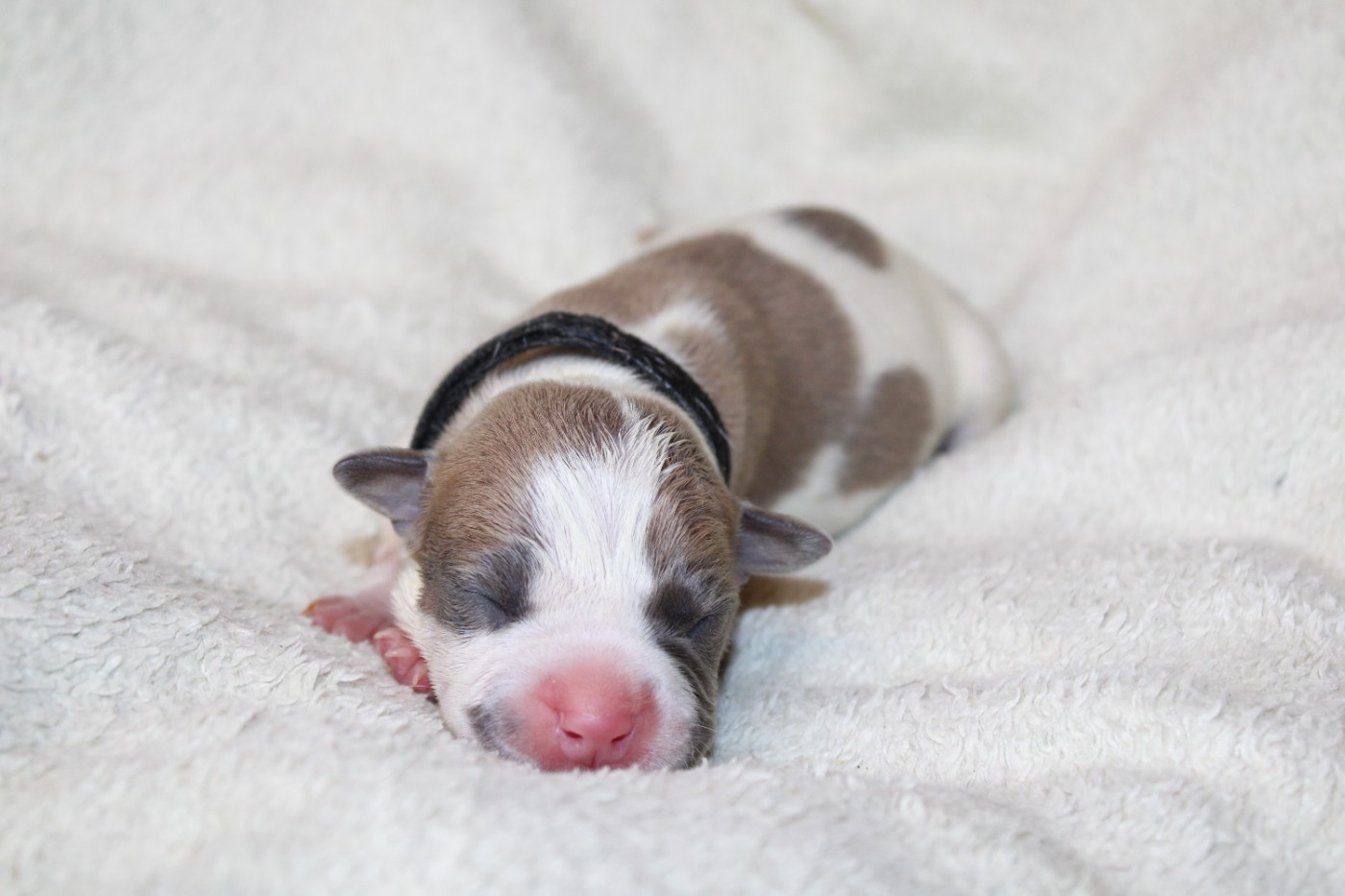 Psycho Extreme Dog - Chiots disponibles - American Staffordshire Terrier
