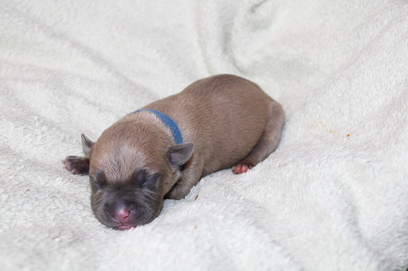 Psycho Extreme Dog - Chiots disponibles - American Staffordshire Terrier