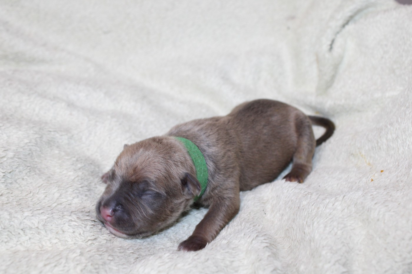 Psycho Extreme Dog - Chiots disponibles - American Staffordshire Terrier