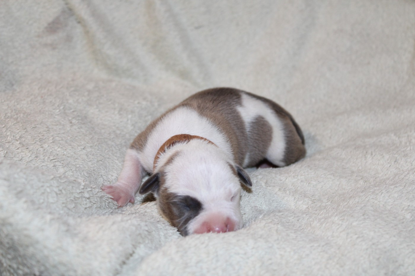 Psycho Extreme Dog - Chiots disponibles - American Staffordshire Terrier